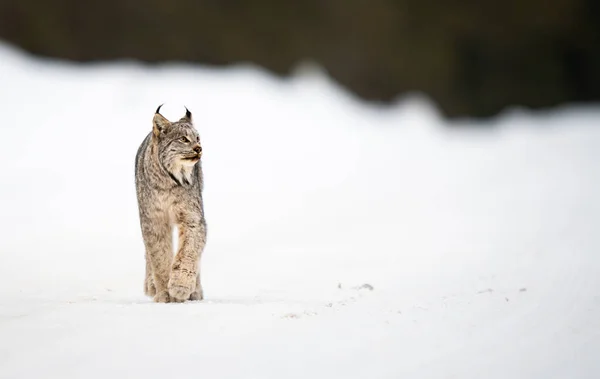 Lince Canadense Natureza — Fotografia de Stock