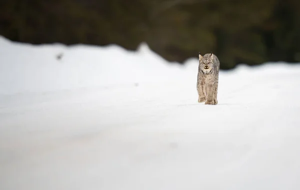 Lynx Canadien État Sauvage — Photo