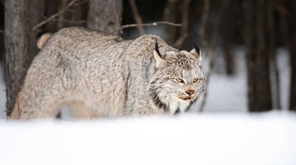 Canadian Lynx Wild — Stock Photo, Image