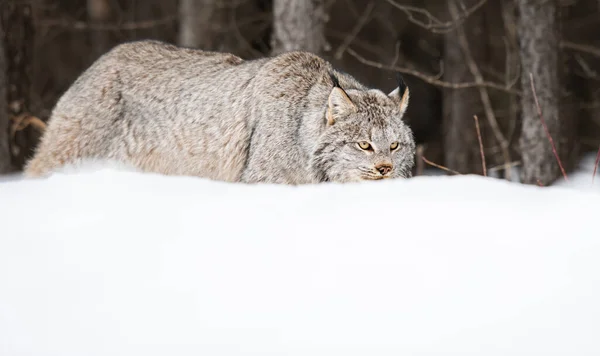 Lince Canadese Natura — Foto Stock