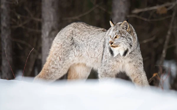 Lince Canadese Natura — Foto Stock