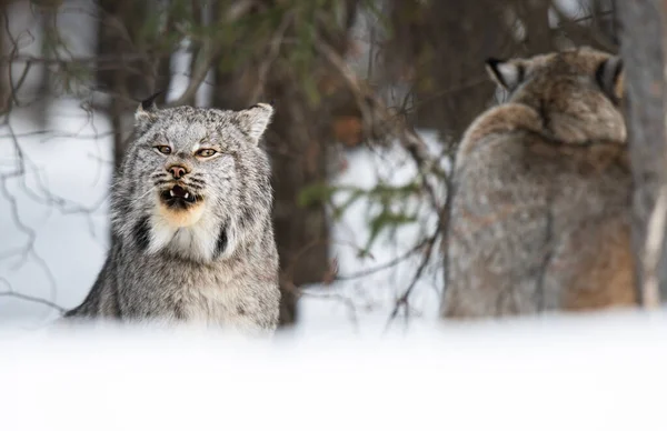 Lince Canadense Natureza — Fotografia de Stock