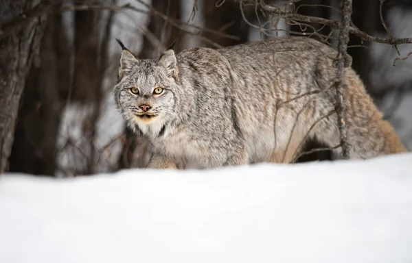 Canadian Lynx Wild — Stock Photo, Image