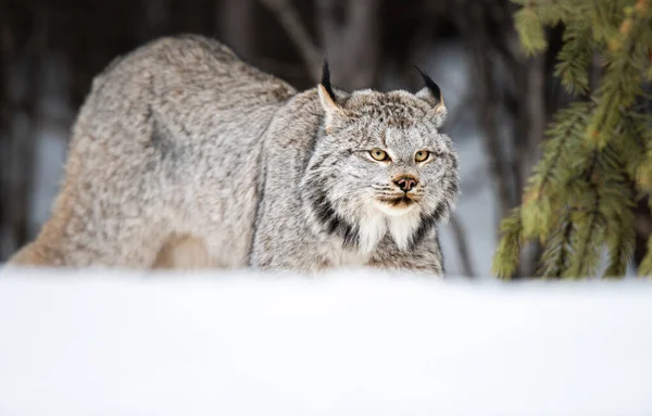 Canadian Lynx Wild — Stock Photo, Image