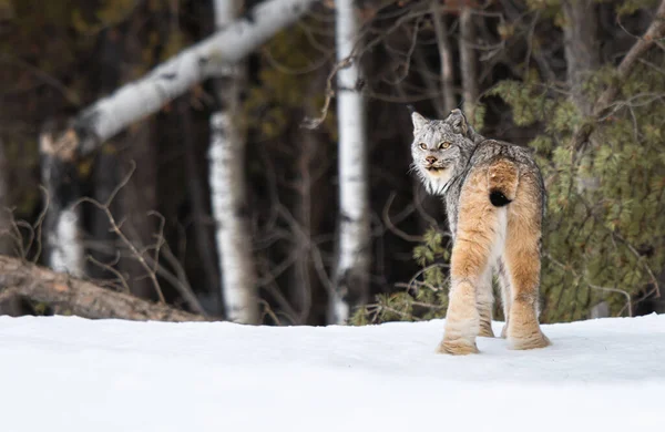 Lince Canadiense Naturaleza —  Fotos de Stock