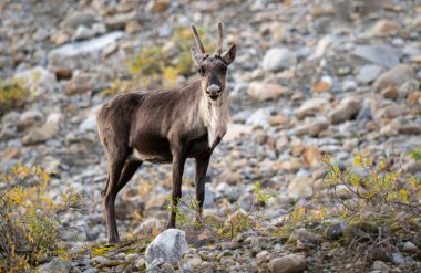 Kanada 'nın vahşi doğasında ren geyiği