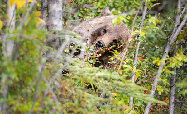 Grizzly Medve Késő Nyáron — Stock Fotó