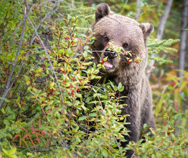 Niedźwiedź Grizzly Późnym Latem — Zdjęcie stockowe