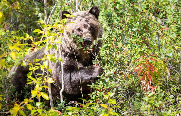 늦여름의 회색곰 — 스톡 사진