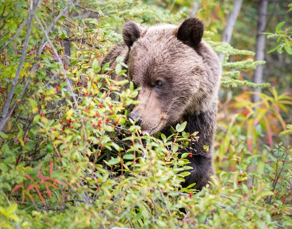 Grizzly Orso Nel Deserto Canadese — Foto Stock