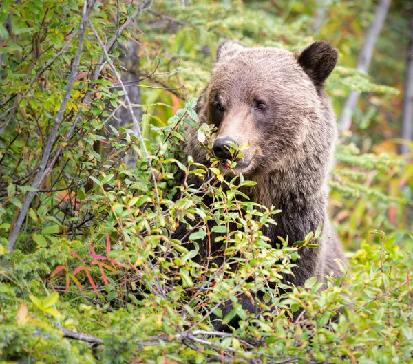 Oso Pardo Desierto Canadiense — Foto de Stock