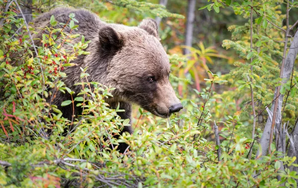 Niedźwiedź Grizzly Kanadyjskiej Dziczy — Zdjęcie stockowe