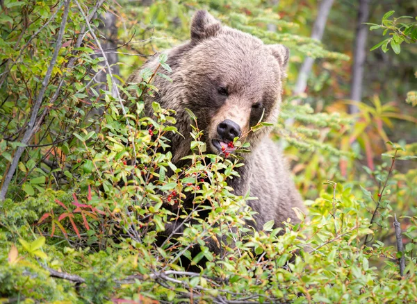 加拿大荒原上的灰熊 — 图库照片
