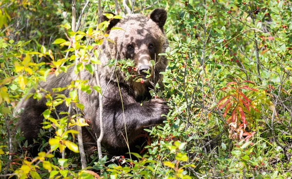 Grizzlybjörn Det Vilda Stockbild