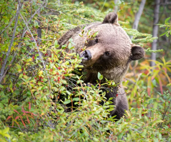 Grizzlybjörn Kanadas Vildmark Stockbild