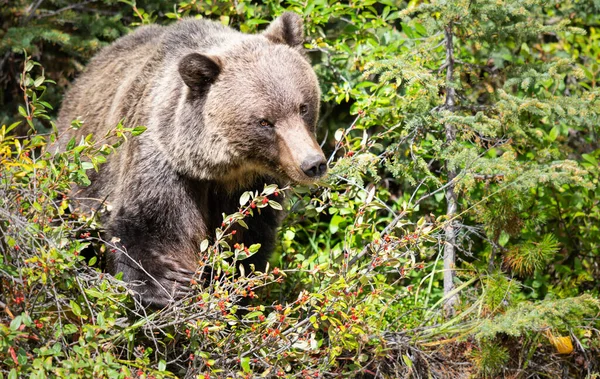 Grizzly Beer Canadese Wildernis — Stockfoto