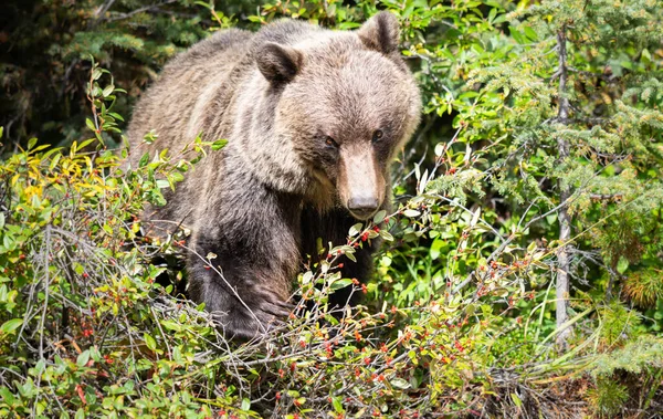 캐나다 광야에서 식하는 회색곰 — 스톡 사진