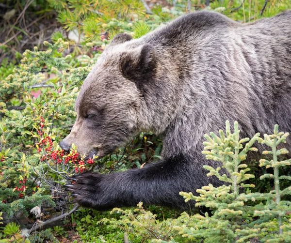 Oso Pardo Desierto Canadiense — Foto de Stock