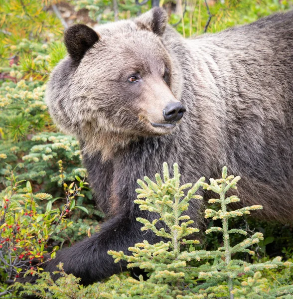 Grizzly Orso Nel Deserto Canadese — Foto Stock