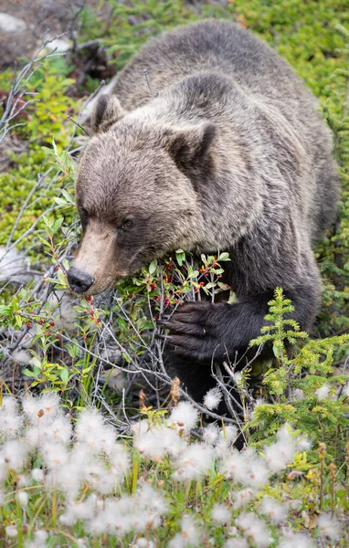 カナダの荒野でグリズリークマ — ストック写真