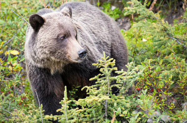 Medvěd Grizzly Kanadské Divočině — Stock fotografie