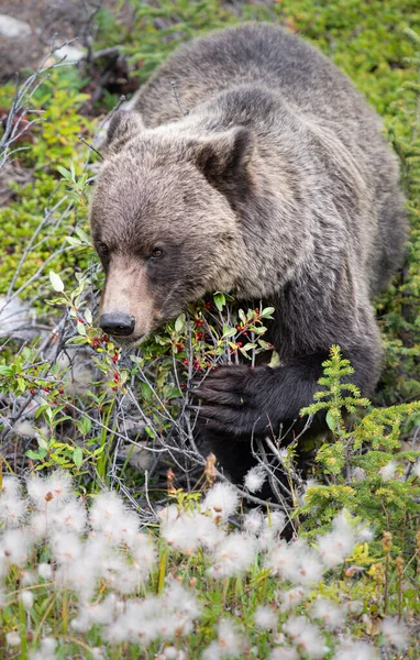 Грізлі Ведмідь Канадській Пустелі — стокове фото