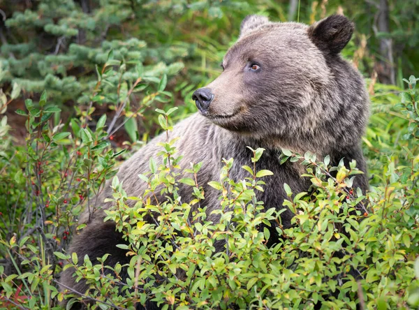 Orso Grizzly Natura — Foto Stock