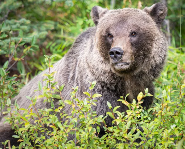 Medvěd Grizzly Divočině — Stock fotografie