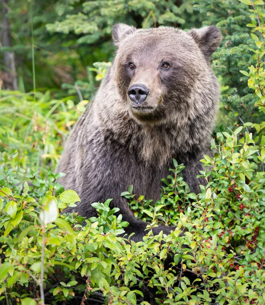 Medvěd Grizzly Divočině — Stock fotografie