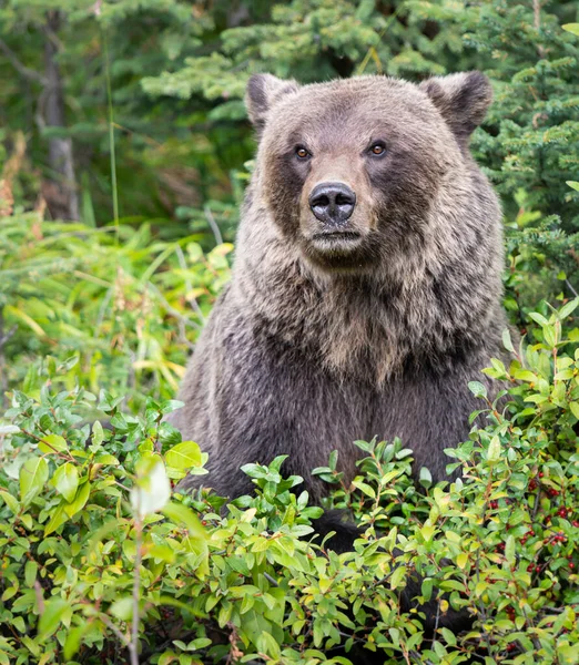 Urso Pardo Natureza — Fotografia de Stock