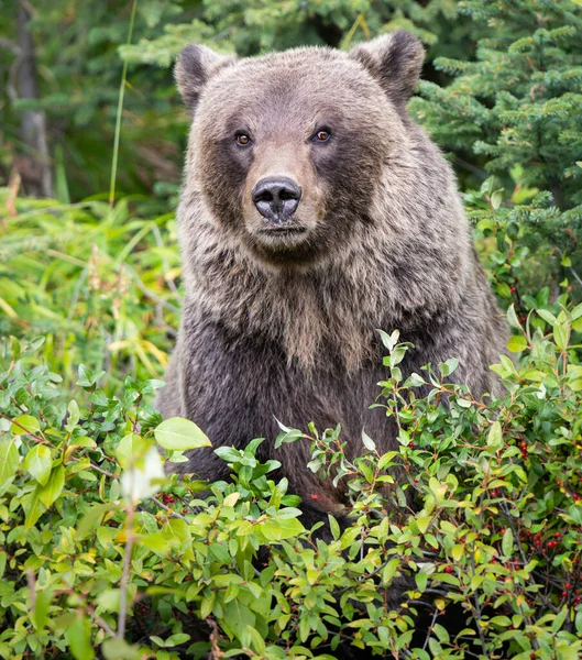 Oso Pardo Naturaleza — Foto de Stock