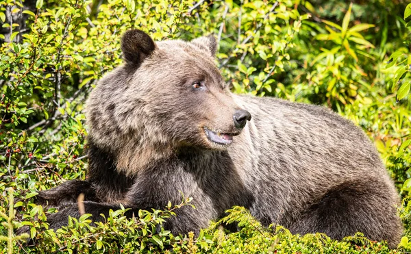 Niedźwiedź Grizzly Dziczy — Zdjęcie stockowe