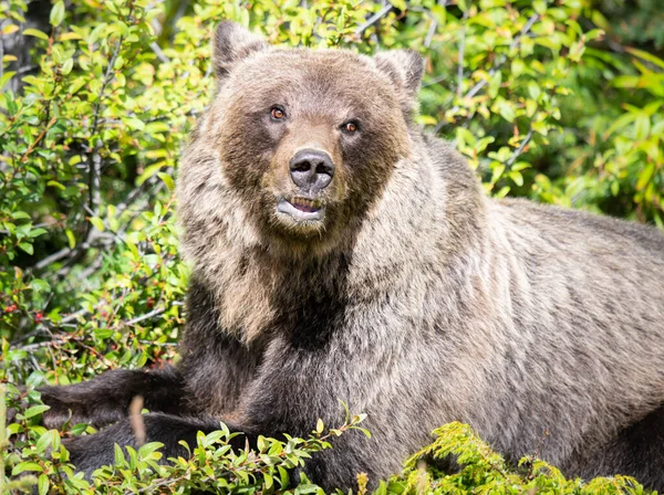 Oso Pardo Naturaleza — Foto de Stock