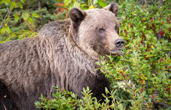 Oso Pardo Naturaleza — Foto de Stock