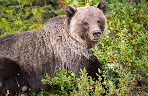 Oso Pardo Naturaleza — Foto de Stock