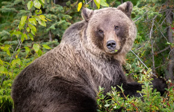 Medvěd Grizzly Divočině — Stock fotografie