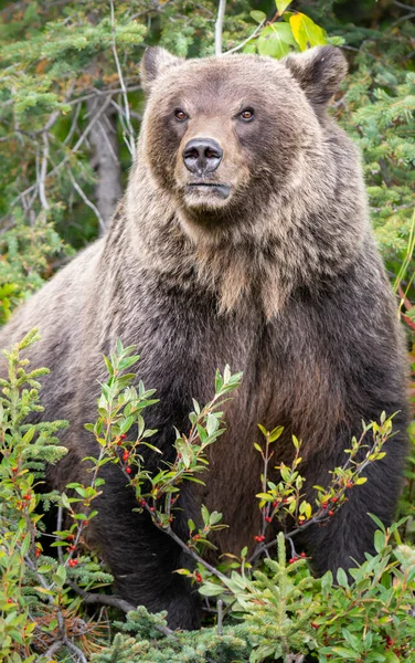 Niedźwiedź Grizzly Dziczy — Zdjęcie stockowe