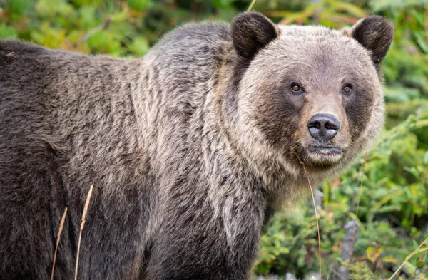 Oso Pardo Naturaleza — Foto de Stock