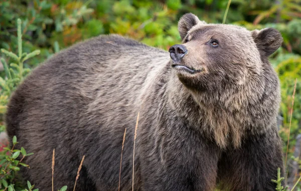 Urso Pardo Natureza — Fotografia de Stock