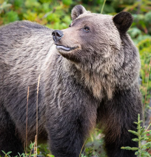 Oso Pardo Naturaleza — Foto de Stock