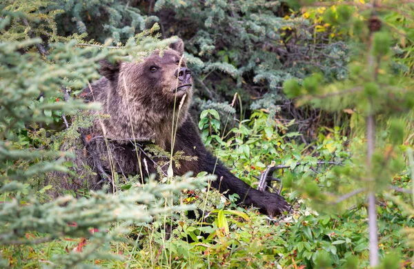 Grizzlybjörn Kanadas Vildmark Stockbild