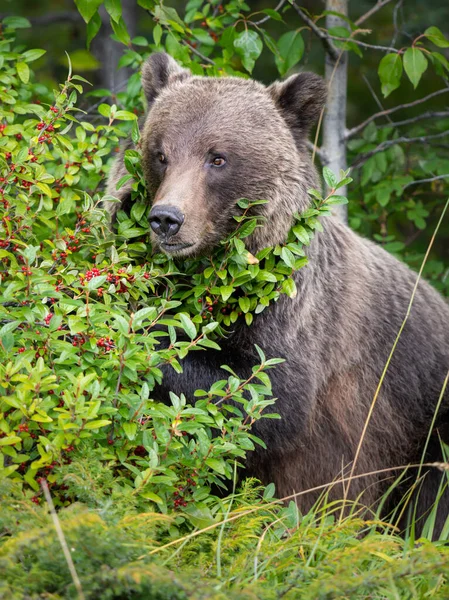 Oso Pardo Naturaleza — Foto de Stock