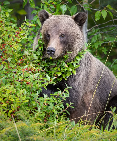 Grizzlybär Freier Wildbahn — Stockfoto