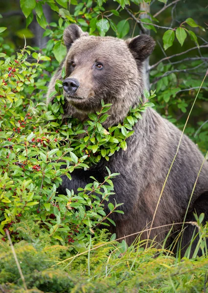 Orso Grizzly Natura — Foto Stock