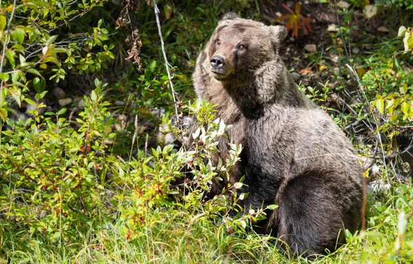 グリズリーは野生で熊を飼い — ストック写真