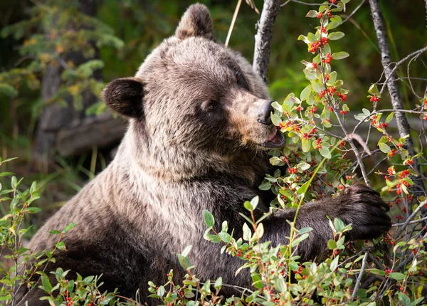 Oso Pardo Naturaleza — Foto de Stock