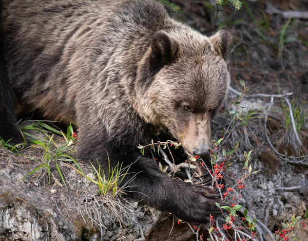 Oso Pardo Naturaleza — Foto de Stock