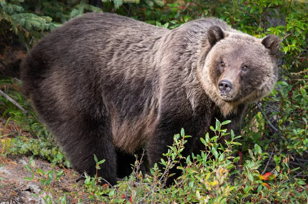 Grizzly Medve Vadonban — Stock Fotó