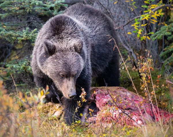 Niedźwiedź Grizzly Jesienią — Zdjęcie stockowe