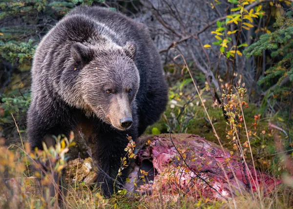 Niedźwiedź Grizzly Jesienią — Zdjęcie stockowe